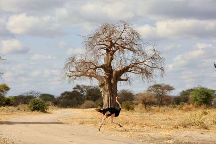 tarangire ostrich