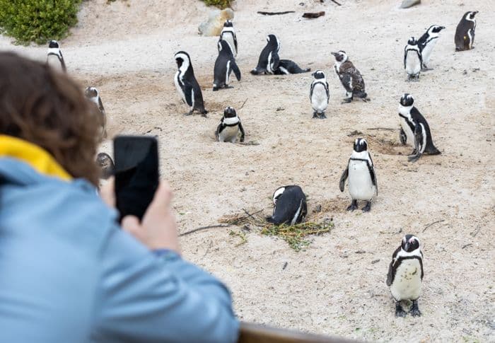 Cape Town Boulders Beach Cape Point