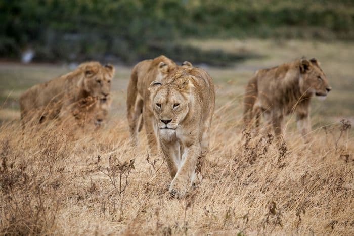 lions ngorongoro crater