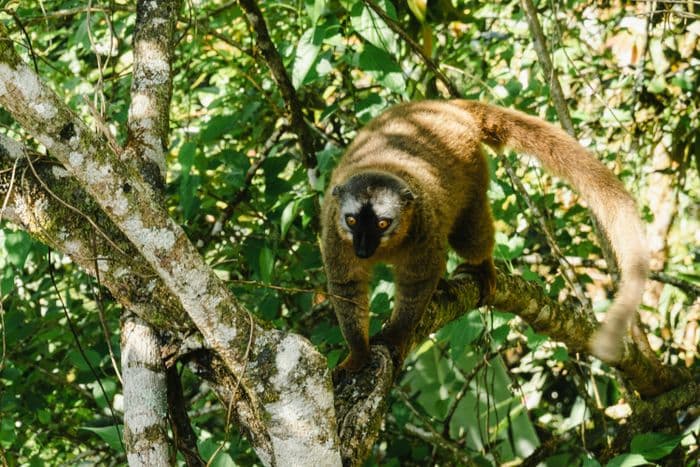 lemur ranomafana
