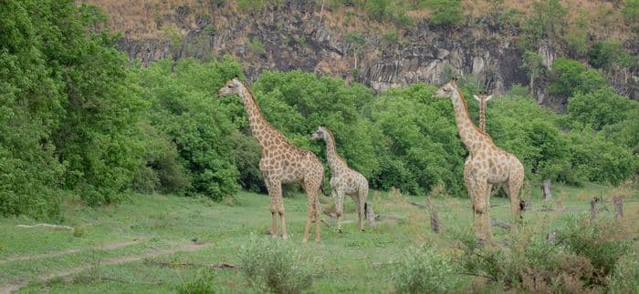 Savuti Chobe Giraffe