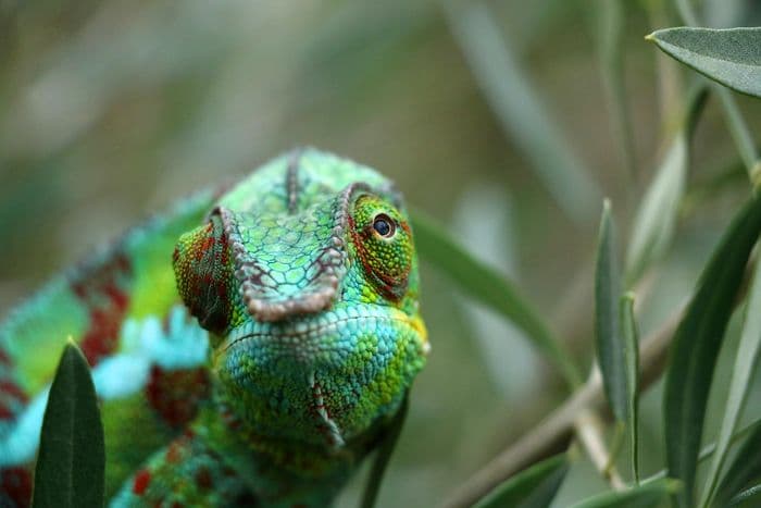 Cameleon Madagascar