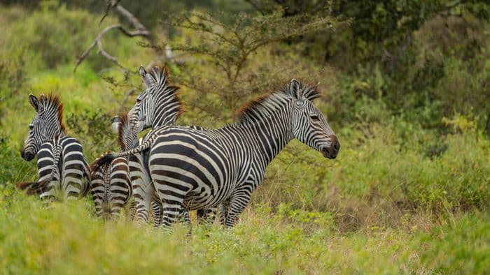 zebras tanzania arusha national park