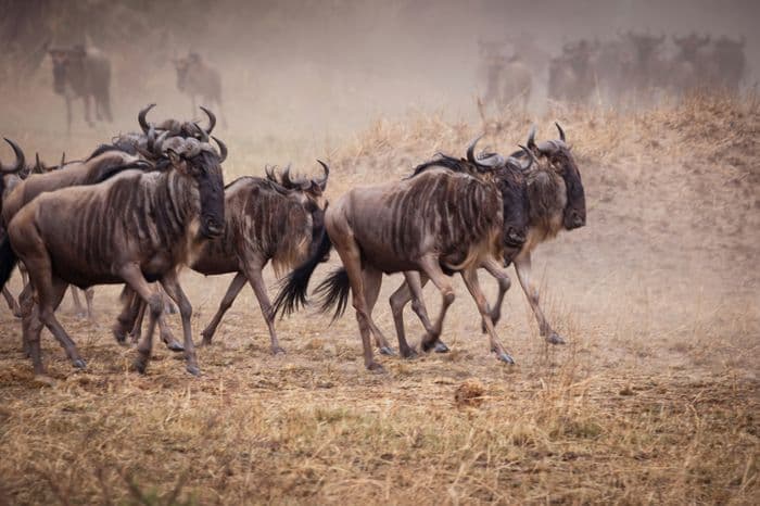 Serengeti wildebeest