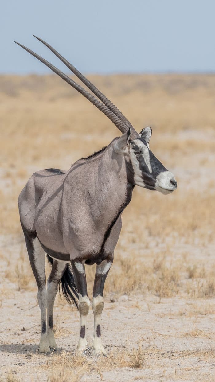 Etosha National Park Namibia