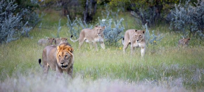 Etosha National Park