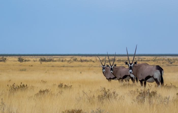 Etosha National Park Namibia