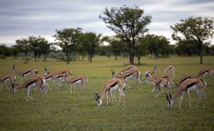 Etosha National Park