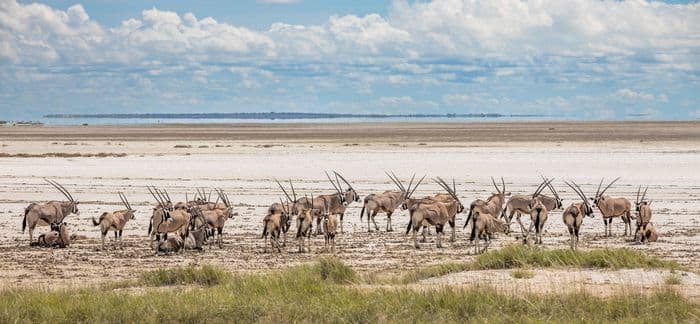 Etosha National Park