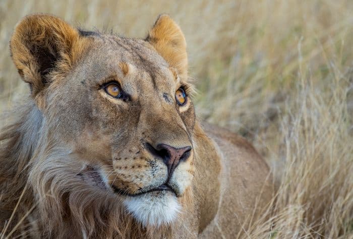 Etosha National Park Namibia