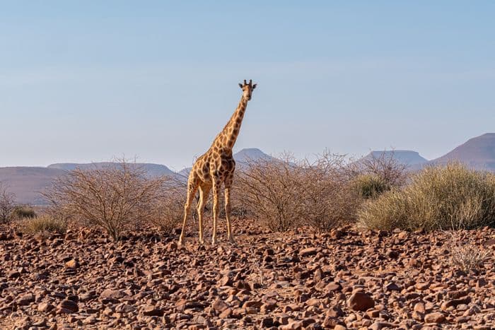 Damaraland Namibia General