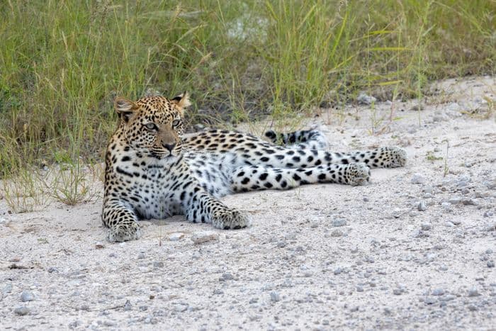 Onguma Etosha Gamedrive