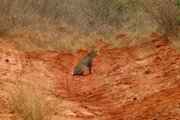 tsavo west safari
