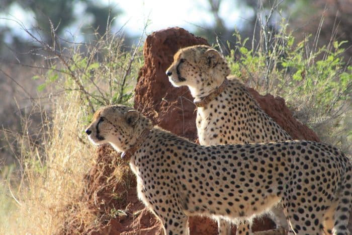 Cheetah Conservation Fund Cheetahs