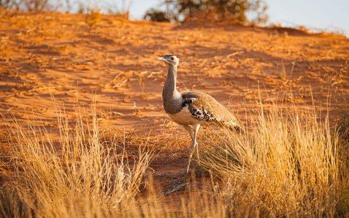 Kori Bustard