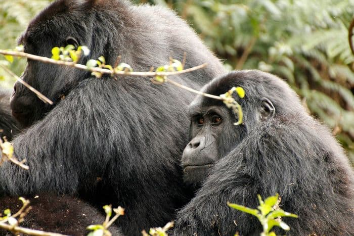 Uganda gorilla