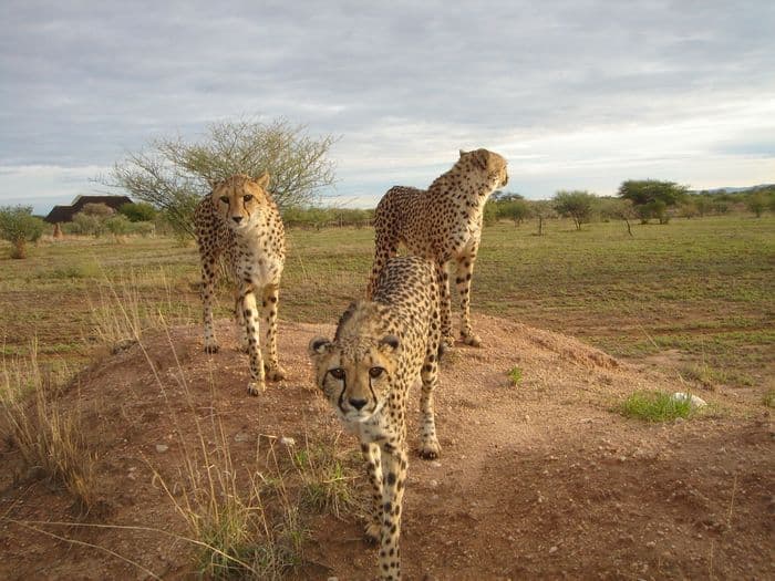 cheetah conservation fund close up