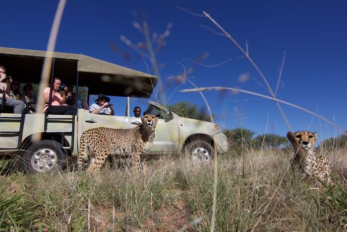 Cheetah Conservation Fund Cheetah game drive