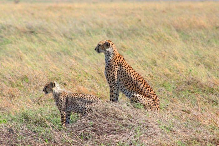 cheetahs serengeti 1