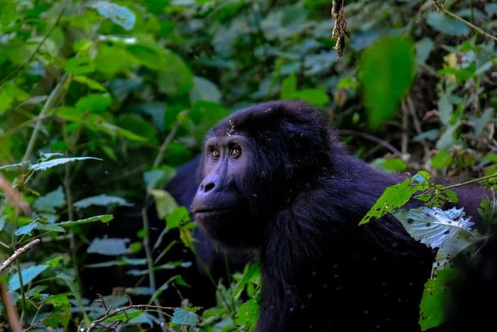 Uganda gorilla
