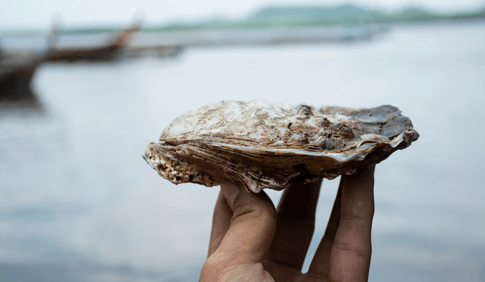 Das Austernfestival in Knysna