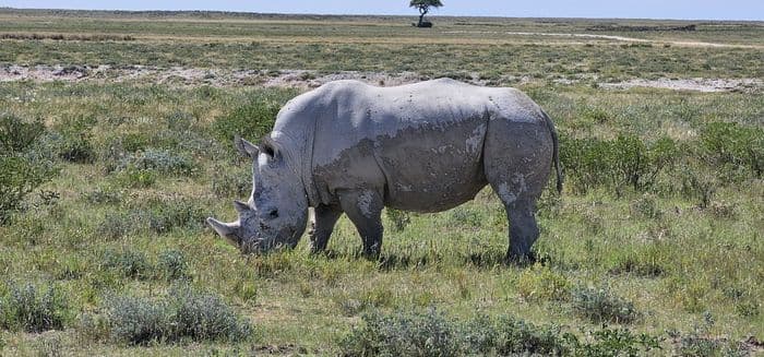 Sueda,,Etosha
