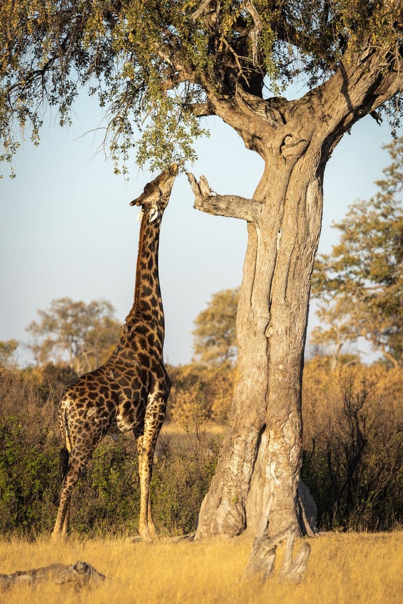 Hwange National Park