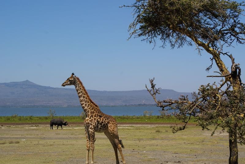 Naivasha